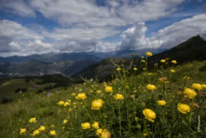 Fioritura di Botton d'oro a Tremazo