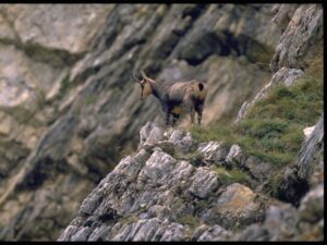 Camoscio (Rupicapra rupicapra)