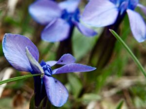 Genzianella (Gentiana verna)