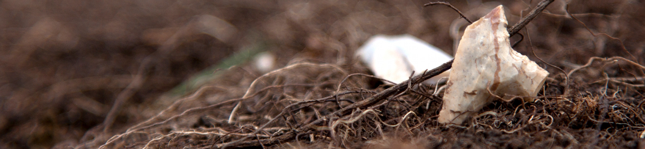Suspended world: a treasure trove of biodiversity | Rete di Riserve Alpi Ledrensi