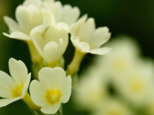 Primula odorosa (Primula veris)