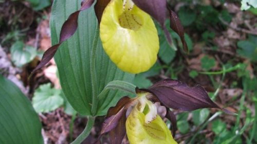 Scarpette della Madonna (Cypripedium calceolus)