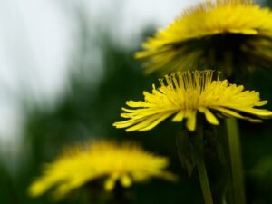 Tarassaco (Taraxacum officinale)