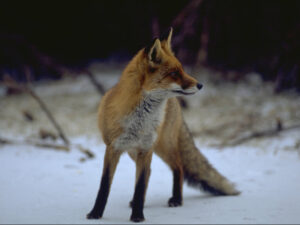 Volpe (Vulpes vulpes)