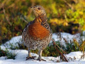 Western capercaillie (Tetrao urogallus)