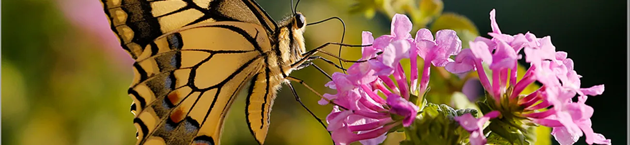 Malga Grassi | Rete di Riserve Alpi Ledrensi