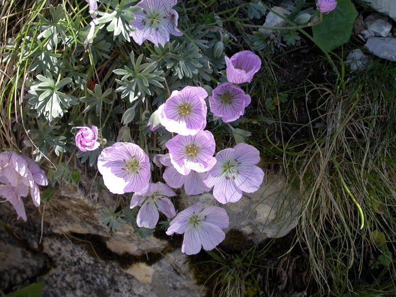 Geranium argenteum