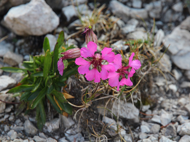 Silene elisabethae in Tremalzo