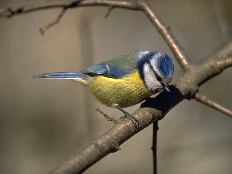 Cinciarella (Cyanistes caeruleus)