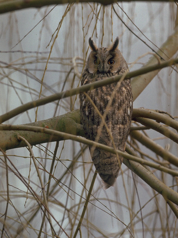 Long-eared owl