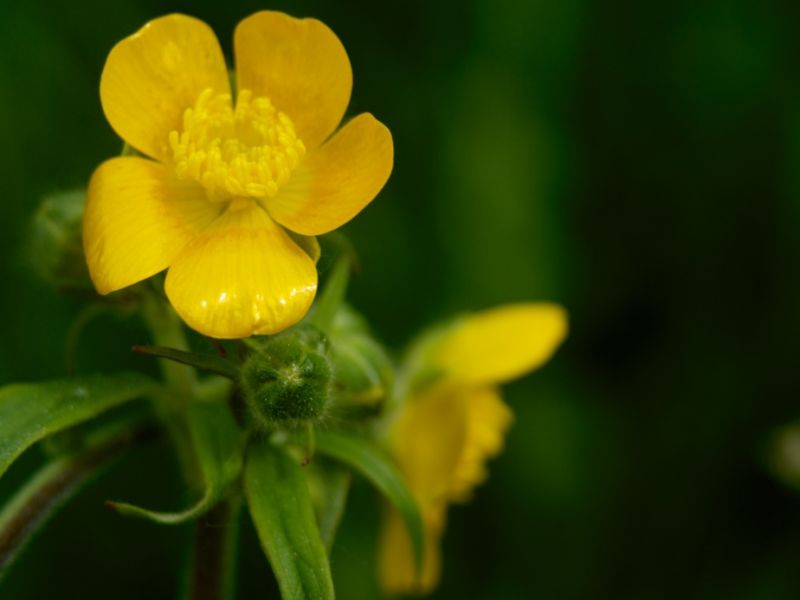 Ranunculus bulboso (Ranunculus bulbosus)