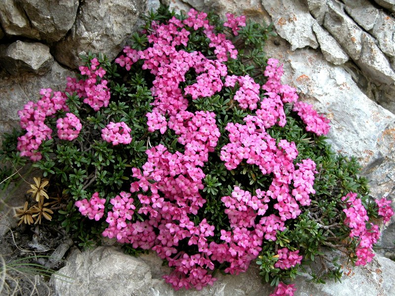 Daphne petraea