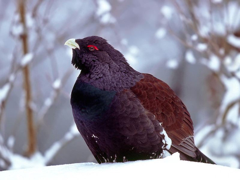 Gallo cedrone (Tetrao urogallus)