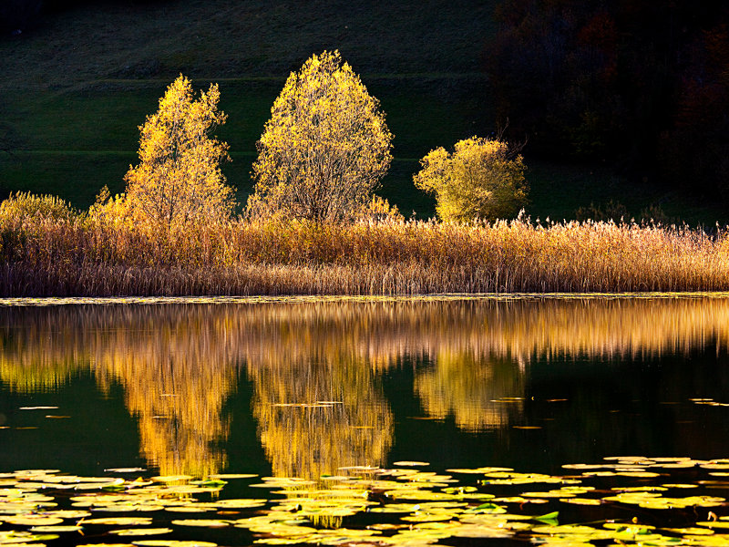 Ampola in autunno