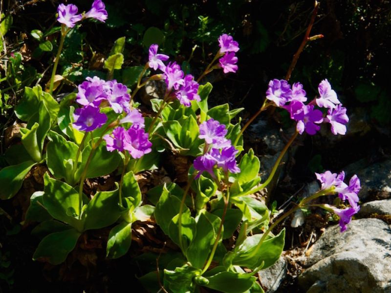 Primula meravigliosa (Primula spectabilis)